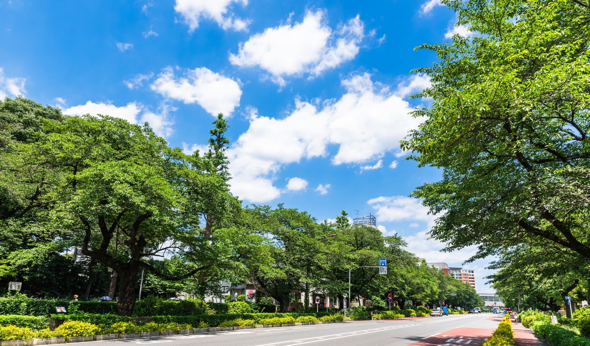 行政書士法人Tree 代表 櫻井勇輝